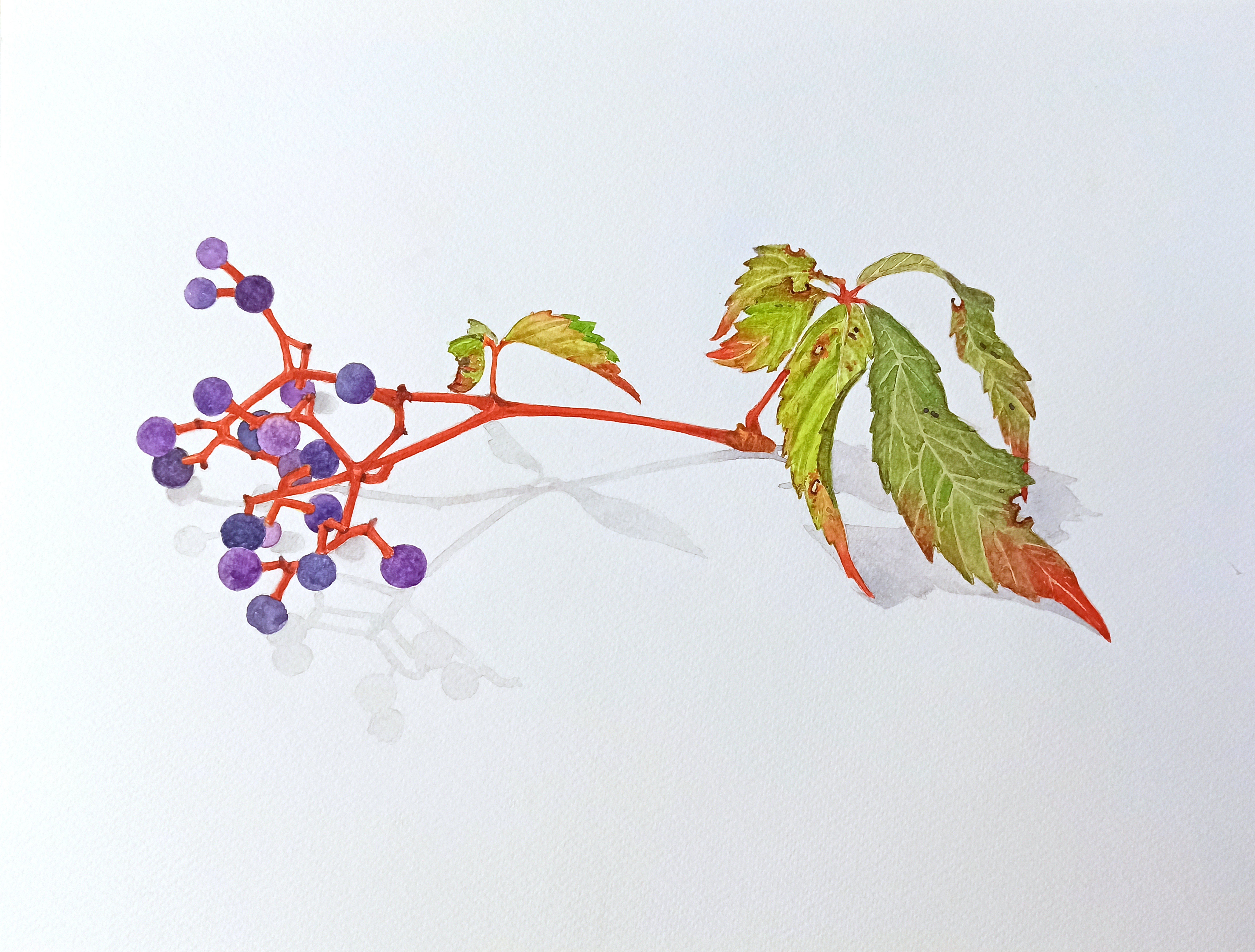Partenocissus Quinquefolia